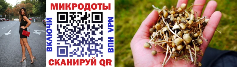 Псилоцибиновые грибы Psilocybine cubensis  Пионерский 